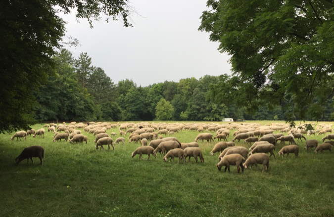 Schafe im Englischen Garten